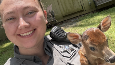Infant deer saved by North Carolina deputy after mother killed on roadway