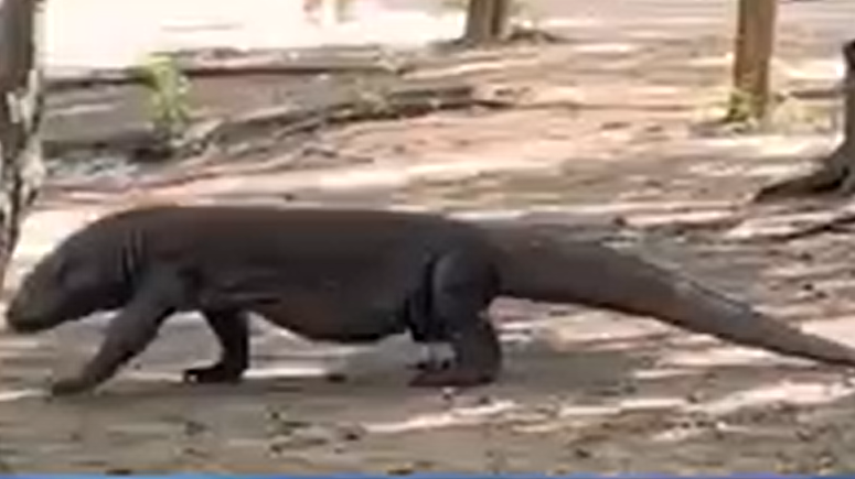 BioPark's Komodo dragon keeper traveled to Indonesia