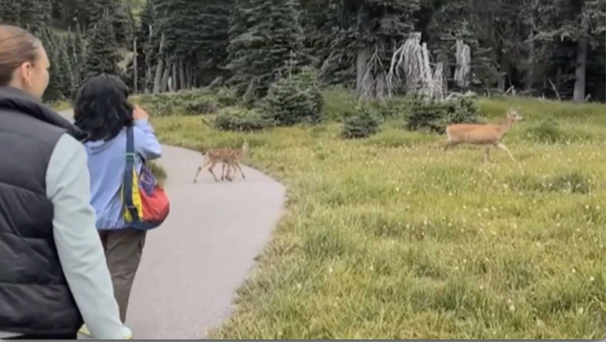 4yearold bitten by mountain lion at national park