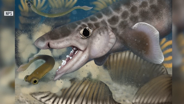 New species of ancient shark discovered at Kentucky's Mammoth Cave