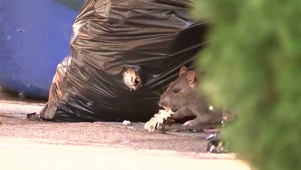 Boston to roll out action plan as concern grows over rising rat population