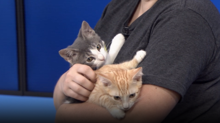 Noah and Bo Peep at Lake County Animal Services are looking for a home