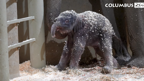 It's a boy! Columbus Zoo welcomes second elephant calf this year