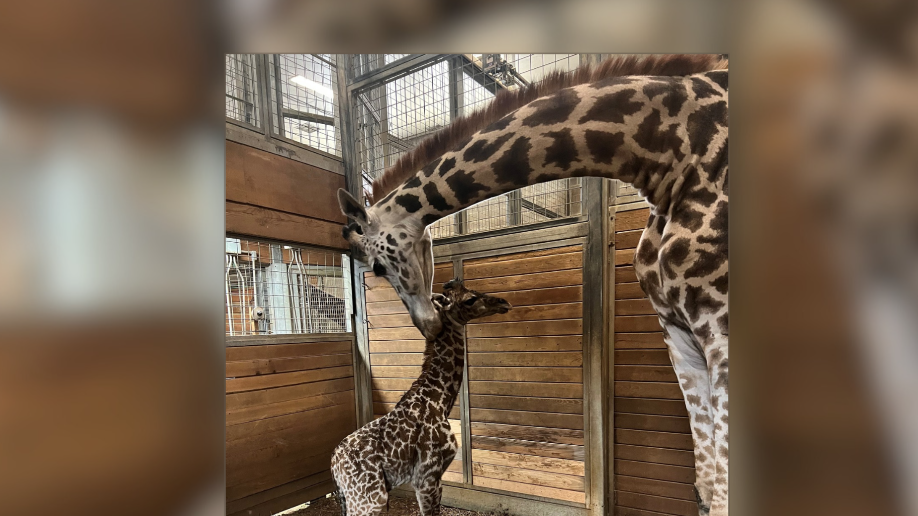 Kansas City Zoo welcomes baby giraffe; public invited to vote on name