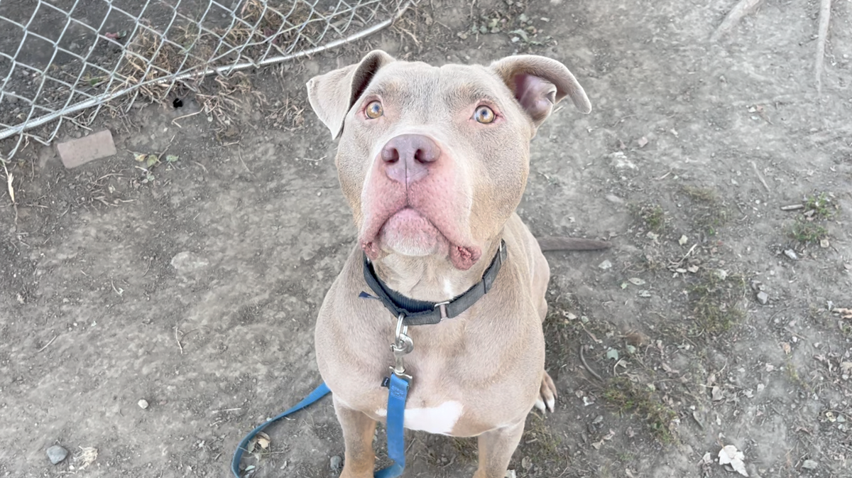 'Happy-go-lucky and energetic': Meet Crown, the Nebraska Humane Society's pet of the week