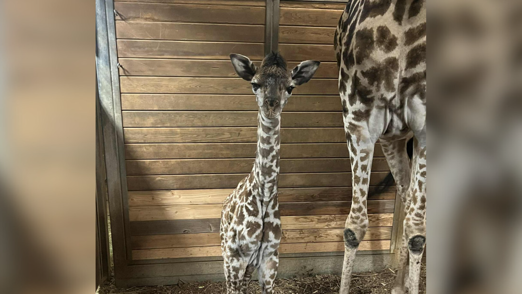 Kansas City Zoo’s baby giraffe has a new name after thousands of votes