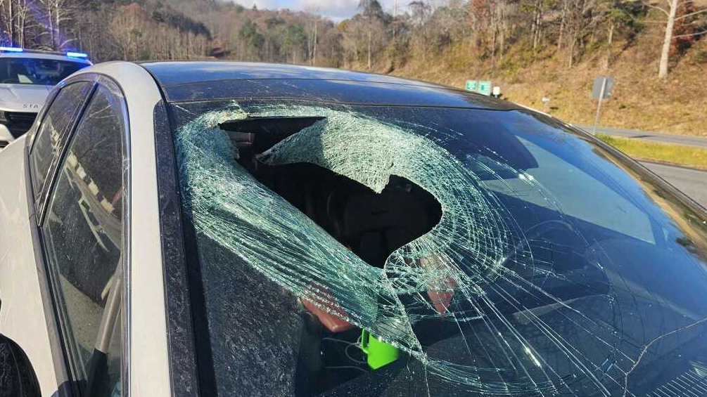 Bald eagle drops cat through car windshield in North Carolina