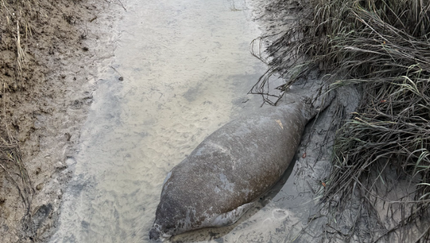 Golfers spot beached manatee on Bluffton golf course; initiate rescue