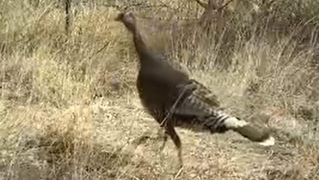 Turkeys of Rattlesnake Springs share their stroll