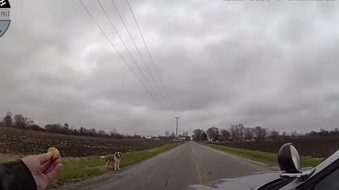 VIDEO: Ohio trooper helps rescue loose dog on roadway
