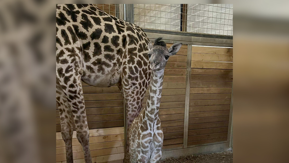 Kansas City Zoo welcomes another baby giraffe
