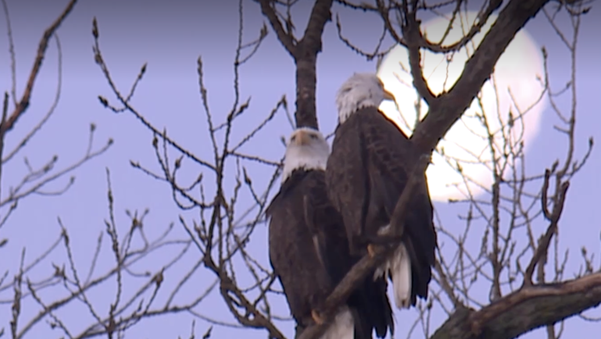 WATCH: More than 1,000 bald eagles converge at wildlife refuge
