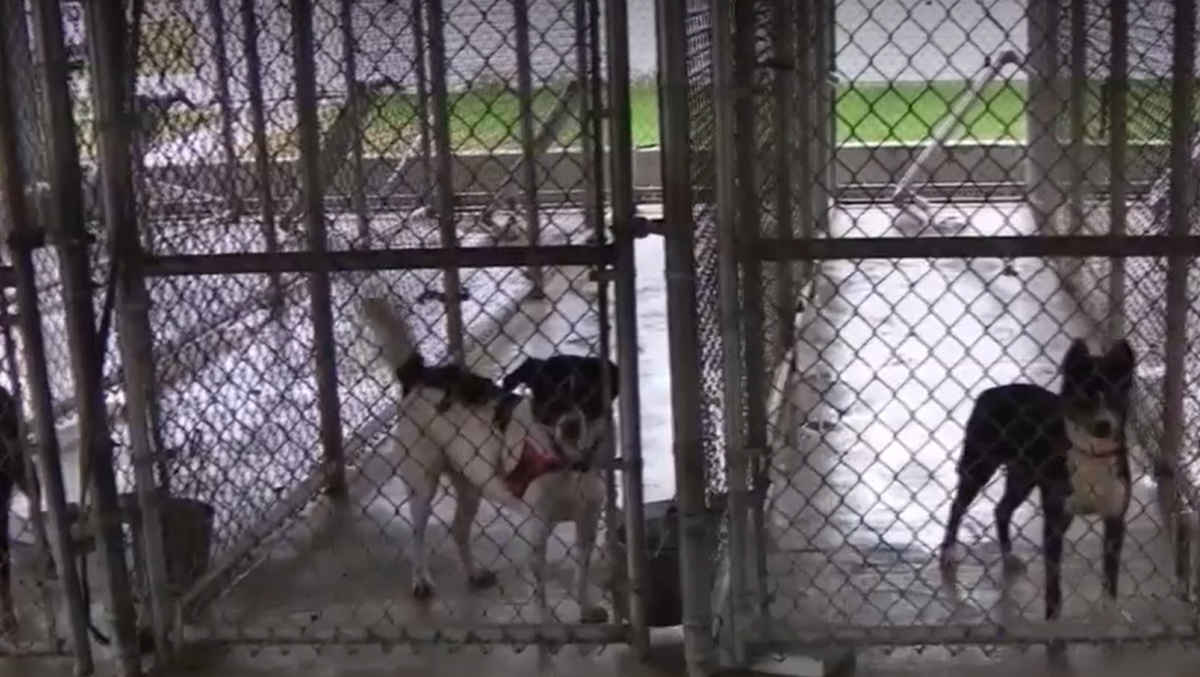 Nebraska animal shelter is helping you find furry family members