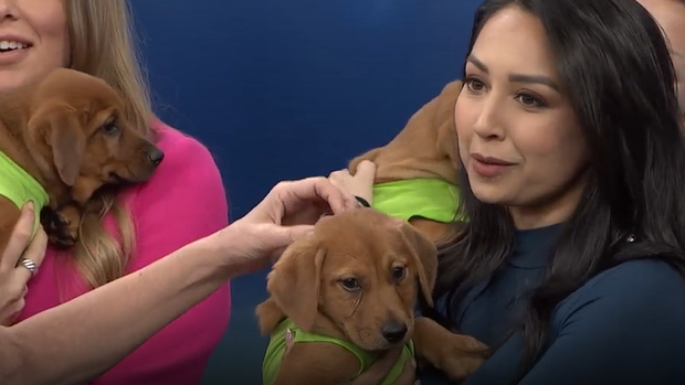 Southeast Volusia Humane Society prepares for annual Puppy Bowl