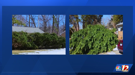 "No harm done": Triad woman thankful after tree narrowly misses her house and vehicle