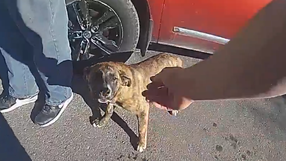 Dog leads Kansas City police officers to home of wandering toddler | KCPD video shows the moment