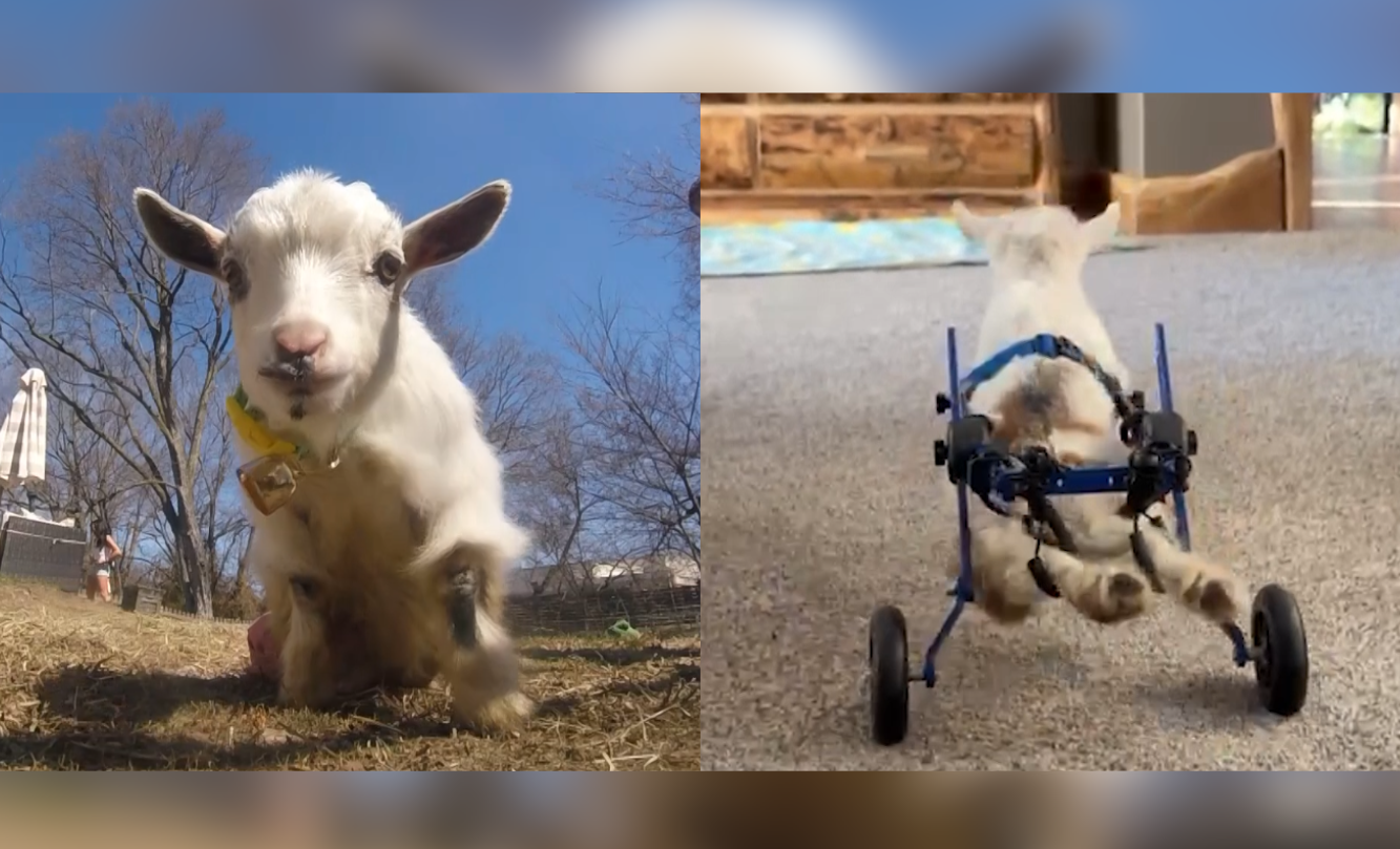 This paralyzed goat named ‘Wheelie Nelson’ needs a new set of wheels