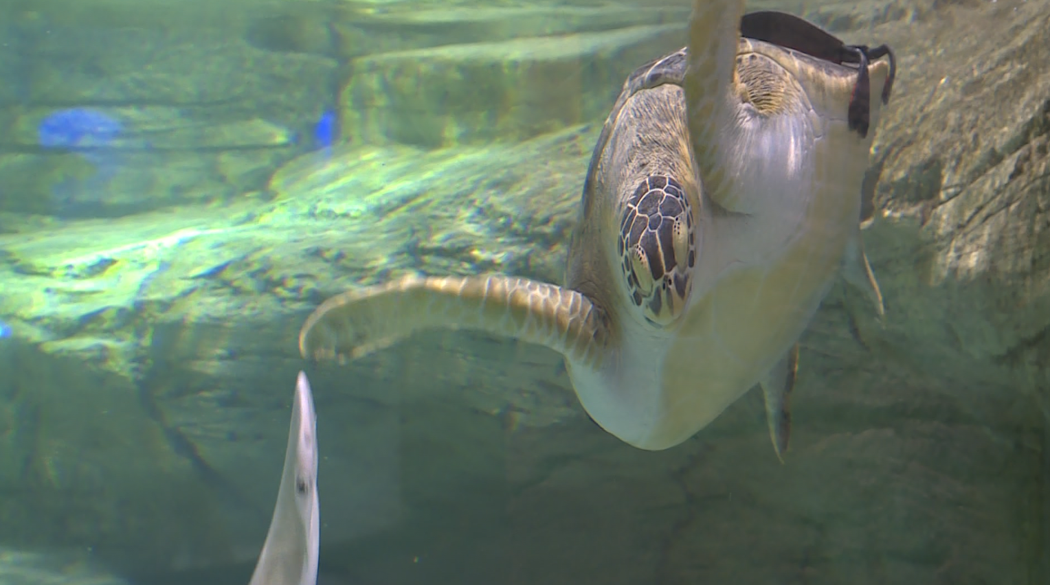 VIDEO: ‘Tortellini’ the sea turtle gets custom harness to help with swimming
