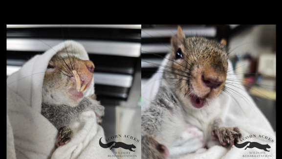 'You can see the relief in his face': Woman helps squirrel with overgrown teeth