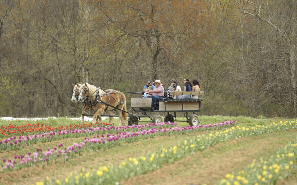wxii12.com - Armstrong Artisan Farm's Spring Festival taking place in Walnut Cove