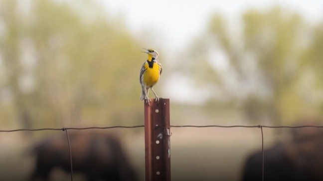 Amendment to guard Nebraska Environmental Trust falters in legislature after losing key support