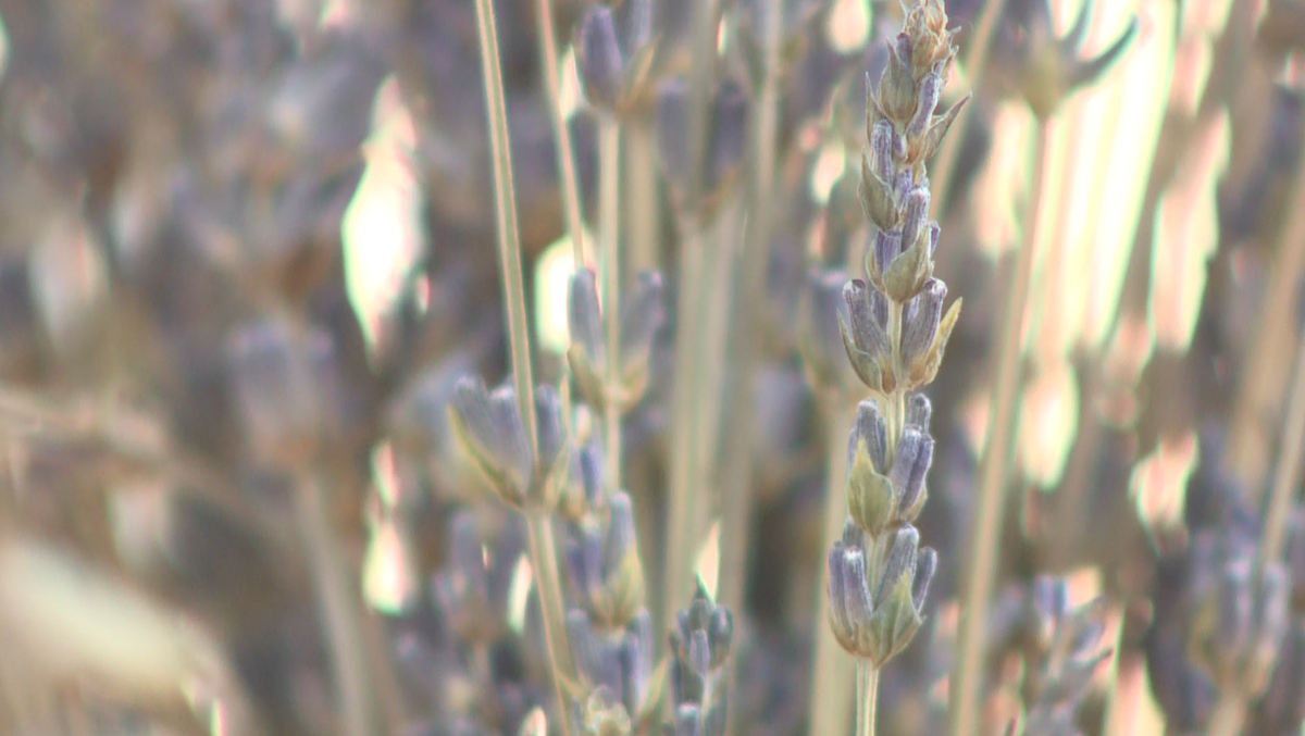 Cultivating a love of lavender is Albuquerque farmers' passion