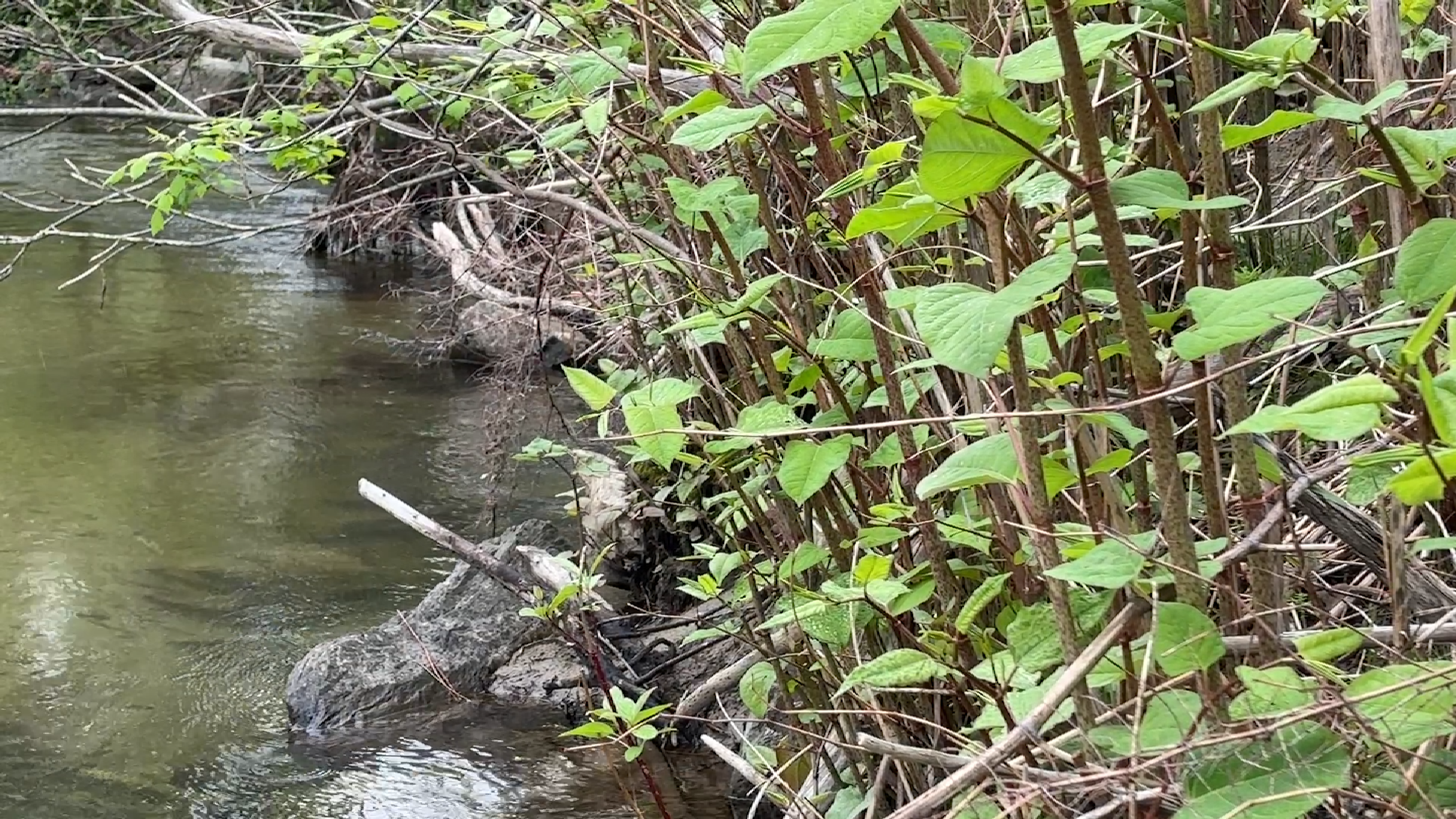 Annual reminder to protect turtles during nesting season comes as habitats face a different threat from nature - Vimarsana News