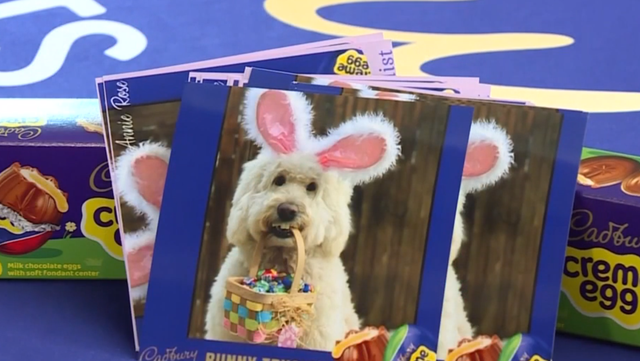 Cincinnati dog announced as 2022 Cadbury Bunny - Vimarsana News