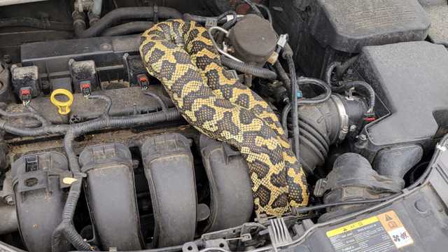 Python Surprise! Exotic snake found hiding in car engine in Green Bay - Vimarsana News