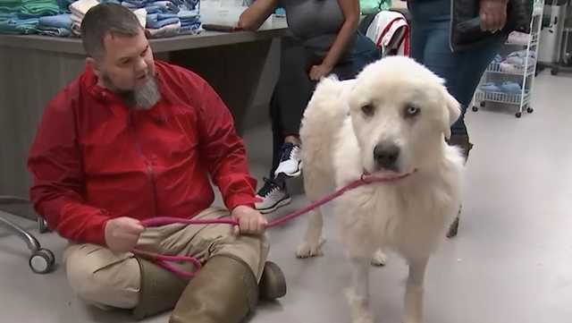 Georgia dog who fended off pack of coyotes nominated for award - Vimarsana News