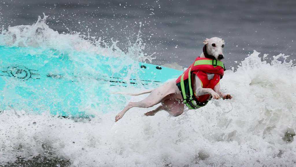 PHOTOS Santa Cruz surf dog Skyler wows at Pacifica contest