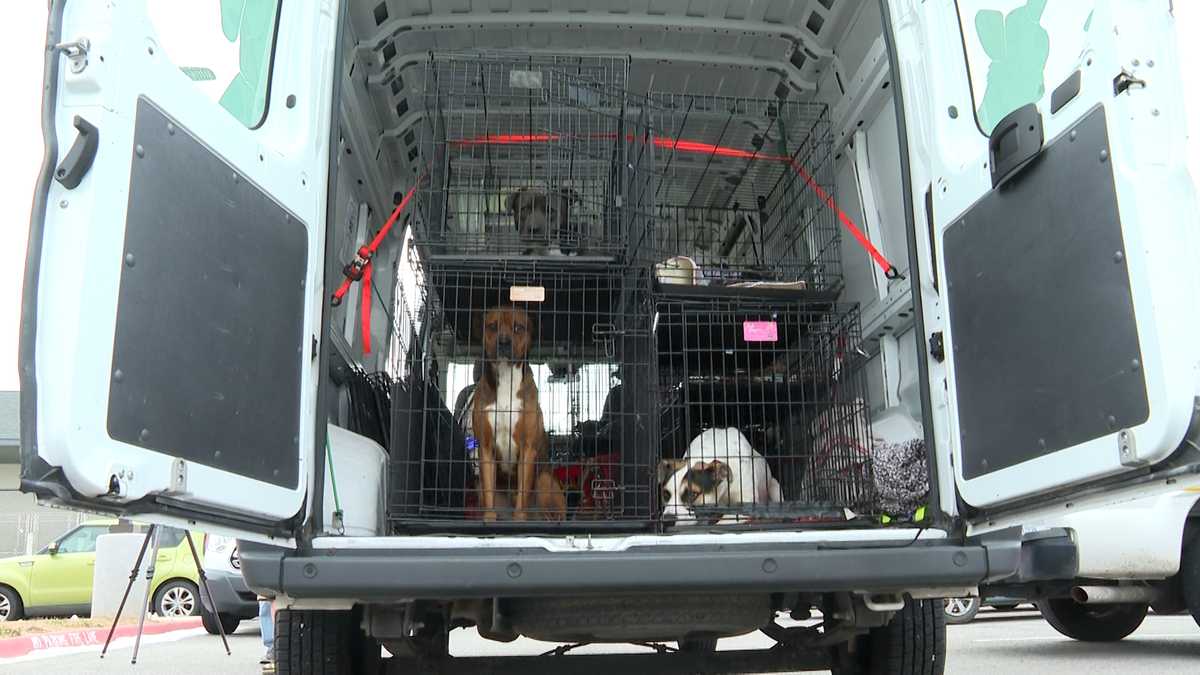 Dogs and cats relocated after flood Springdale Animal Shelter