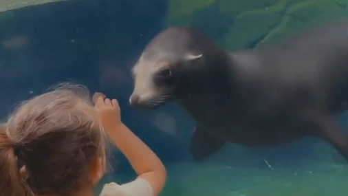 4-year-old becomes best friends with sea lion at Smithsonian's National Zoo