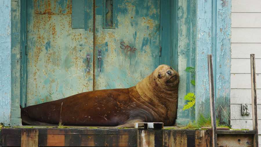 Wayward sea lion spends several days in town near humans, gets lift to