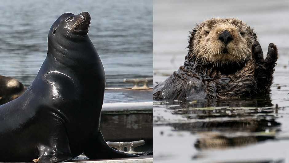 Avian flu found in sea otter, sea lion after elephant seal cases at Año Nuevo