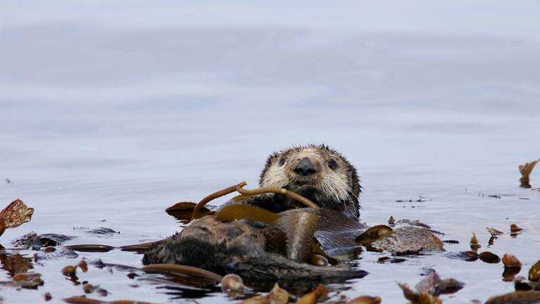 Sea Otter Awareness Week