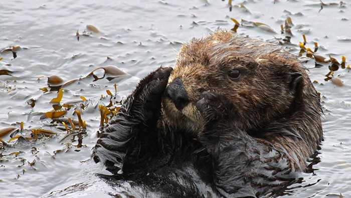 Officials Critique Moss Landing Sea Otter Video With 14m Views