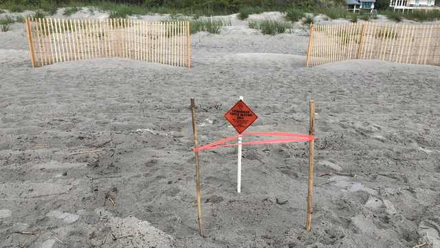 Hilton Head Island discovers its first sea turtle nest of 2022 - Vimarsana News