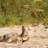 FWC reminds holiday travelers to be mindful of local wildlife during nesting season