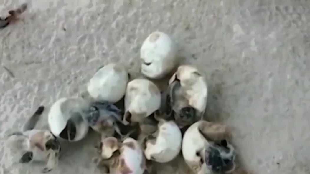 Sea turtle nesting season is officially here