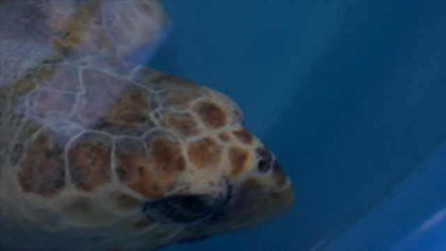 Cold snap leaves about 100 sea turtles in need of help. 