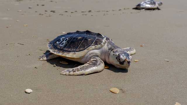Rescued sea turtles rehabbed in Boston released in waters off North Carolina - Vimarsana News