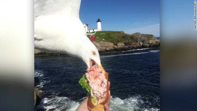 All Alicia Jessop wanted was a photo of herself eating a lobster roll ... instead, she got internet famous.