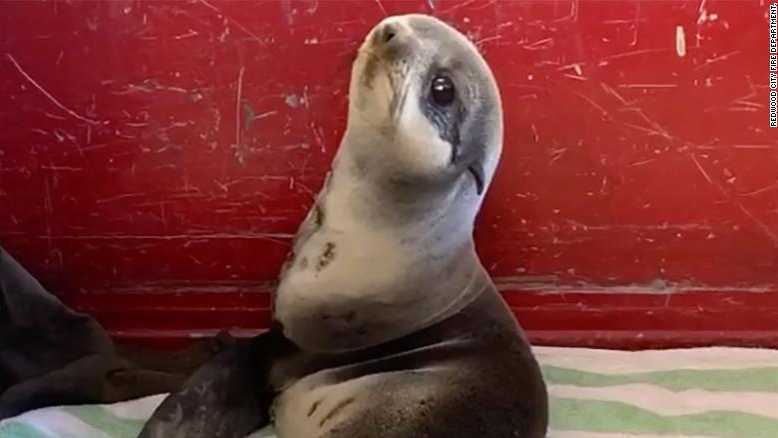 Firefighters rescue sleepy seal pup from parking deck