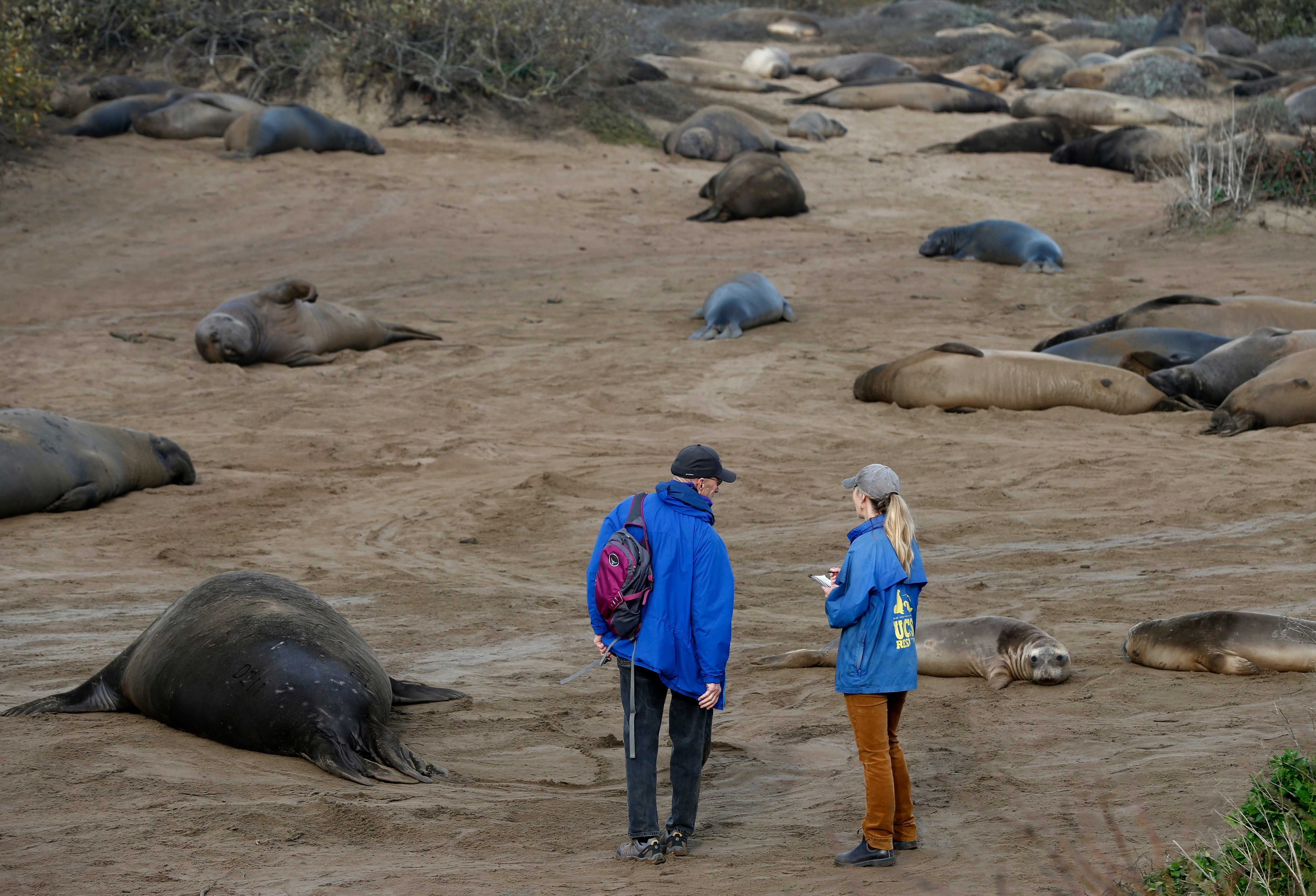 Bird flu confirmed in California elephant seals at Año Nuevo, north of Davenport