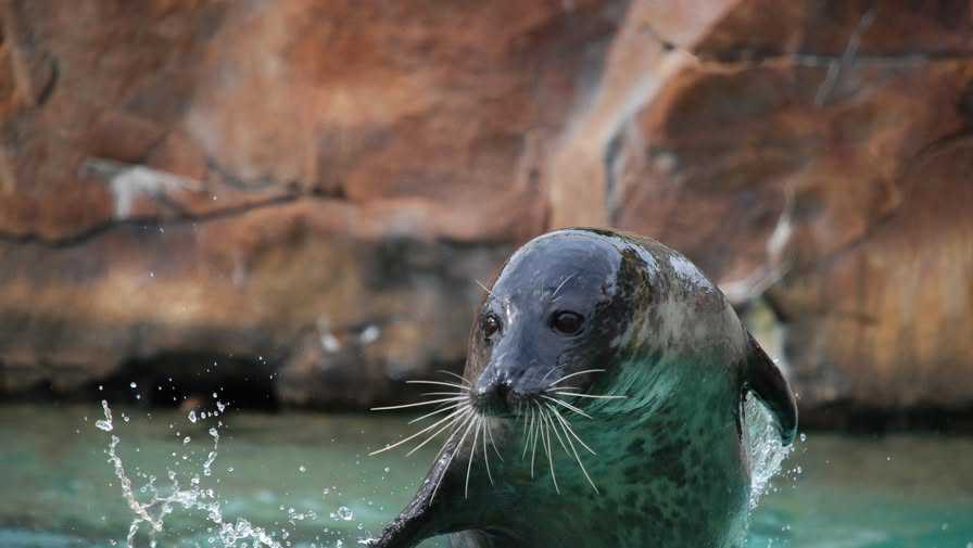 Harbor seal dies from bird flu at New Bedford zoo