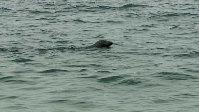 NH Chronicle: Tracking the Seal Population - Vimarsana News