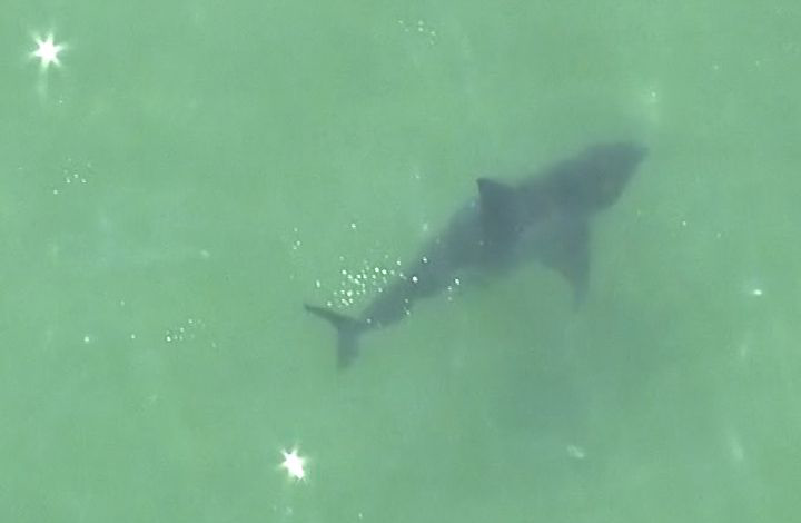 'First time ever' shark tracked in unique location off New England coast