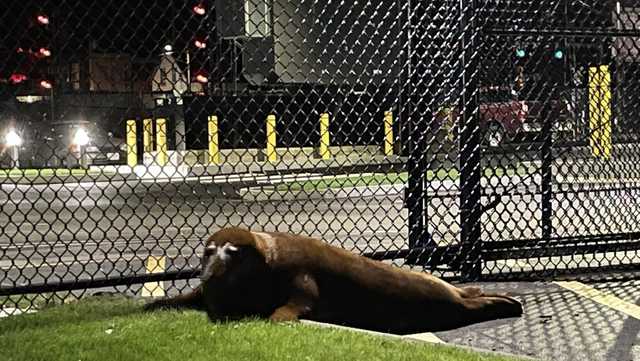 'Shoebert' the spectacle seal leaves pond, waddles to New England police station - Vimarsana News