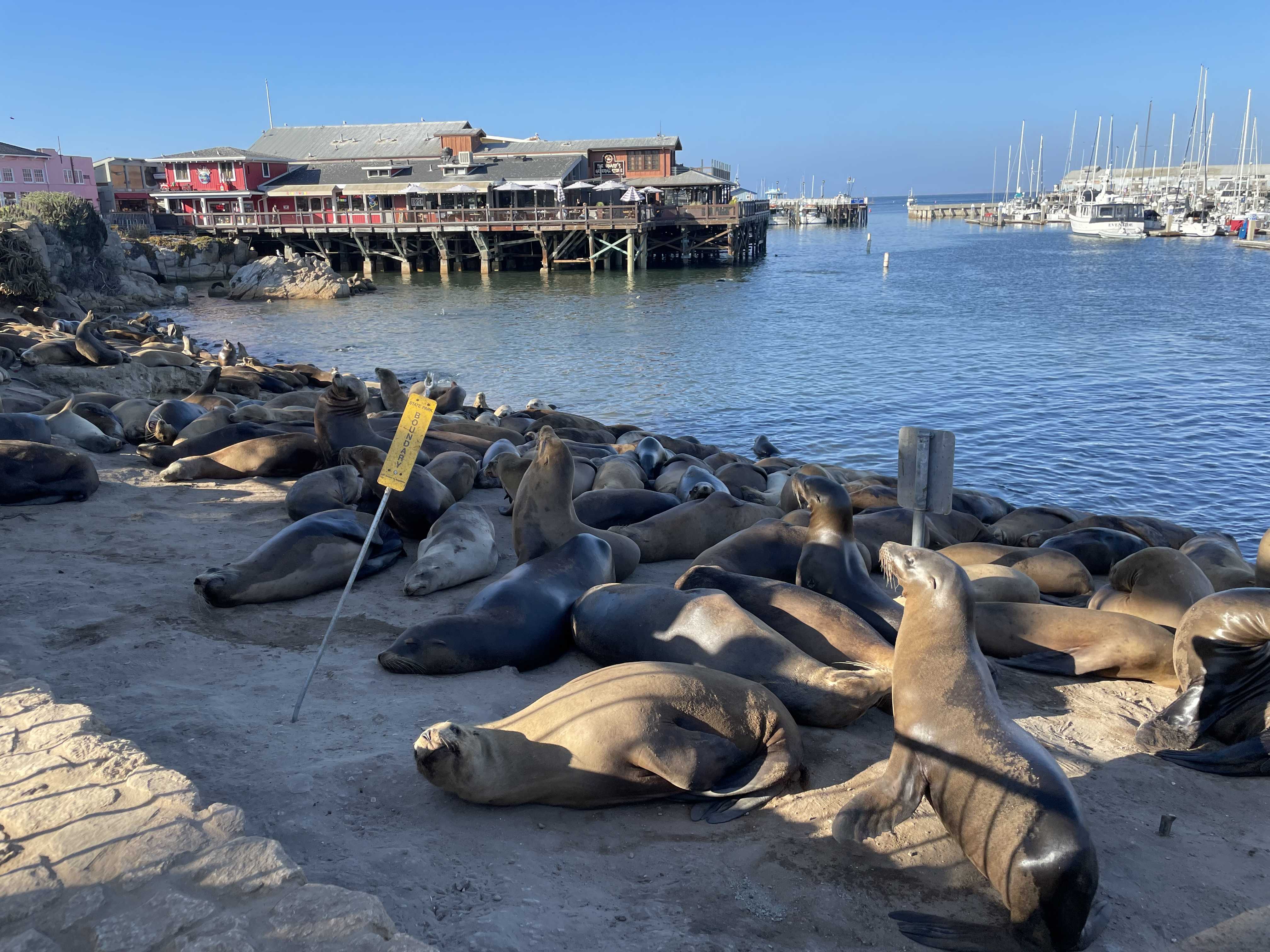 Entangled sea lions being helped on the Central Coast